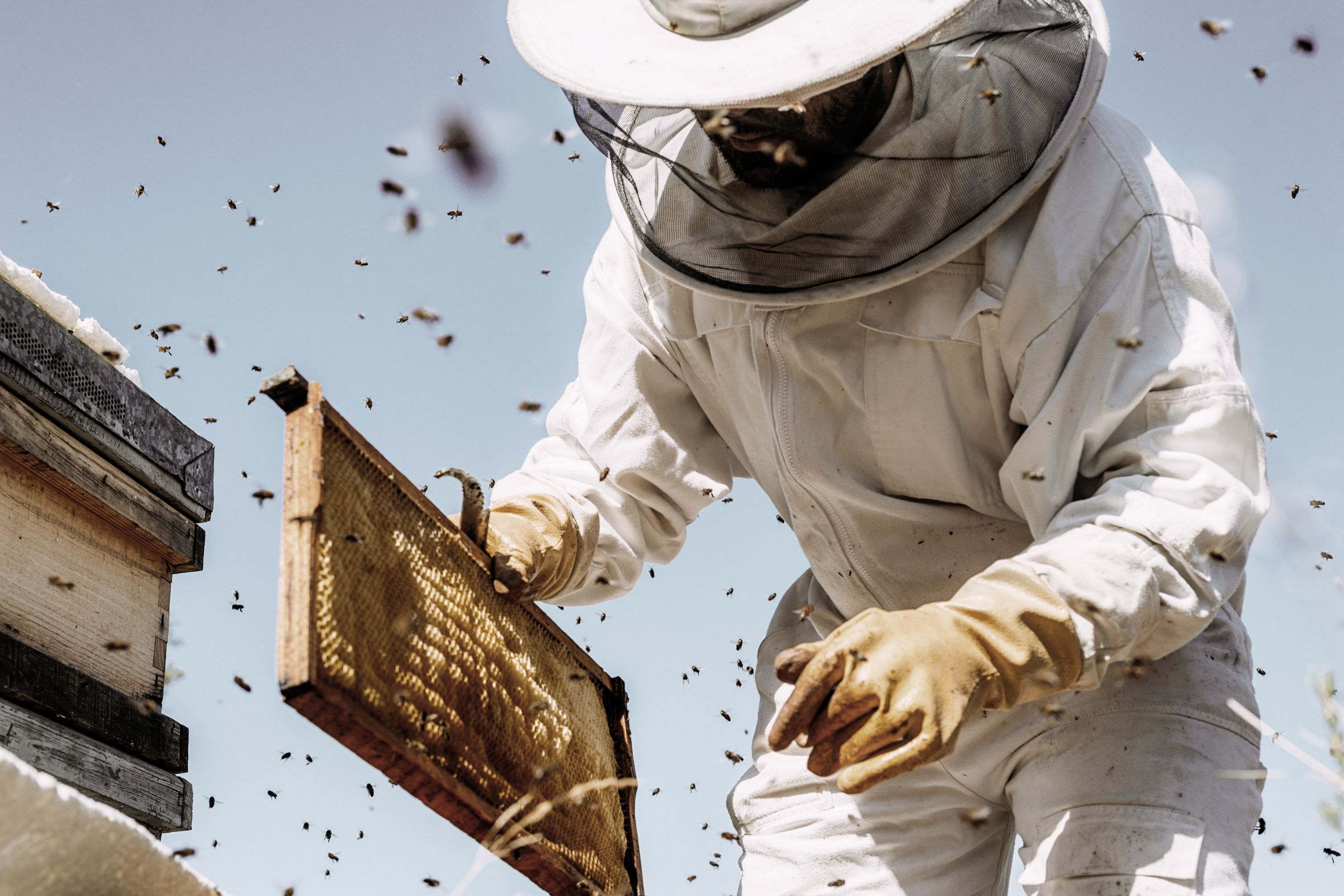 Mānuka honey bee keeper.