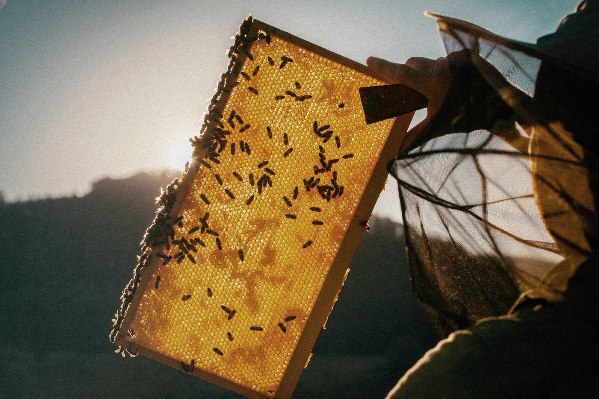 Mānuka honey bee keeper and bees. 