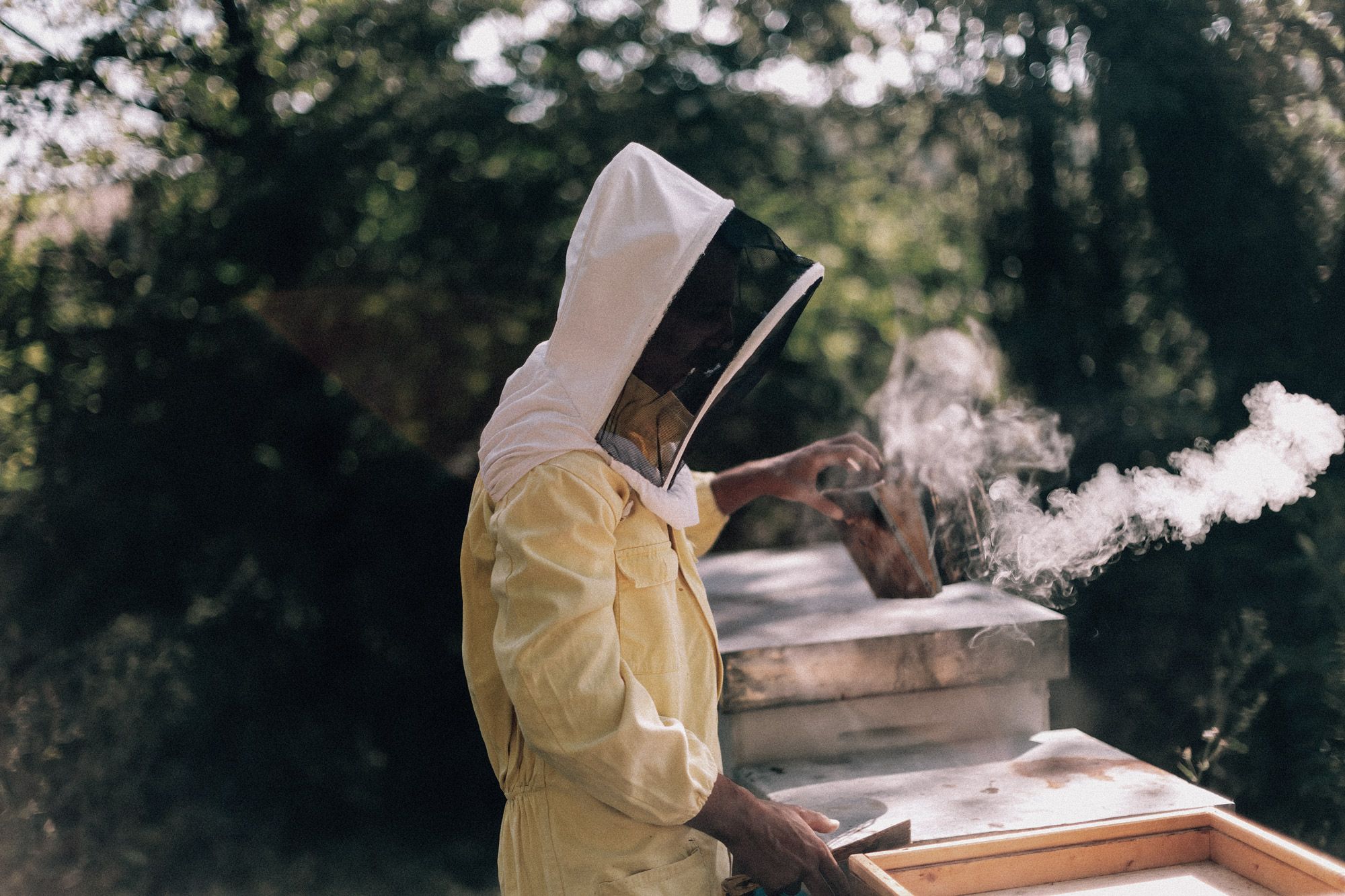 Mānuka honey bee keeper.